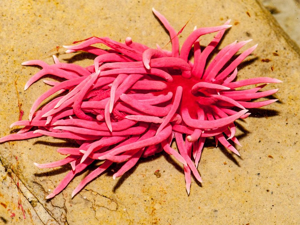 Pink Sea Slug