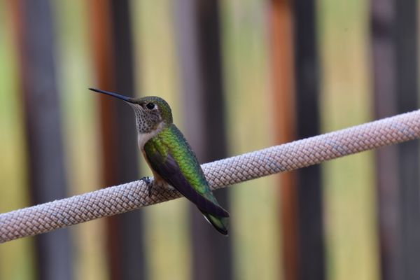 A Happy Hummingbird thumbnail