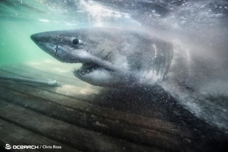 Researchers with OCEARCH caught a 17-foot-long great white shark on the morning of October 2.