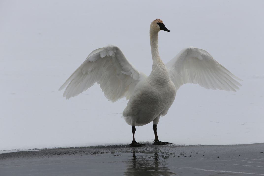 A Swan Stretches Its Wings Before Diving Into The Frozen Pond Near The 