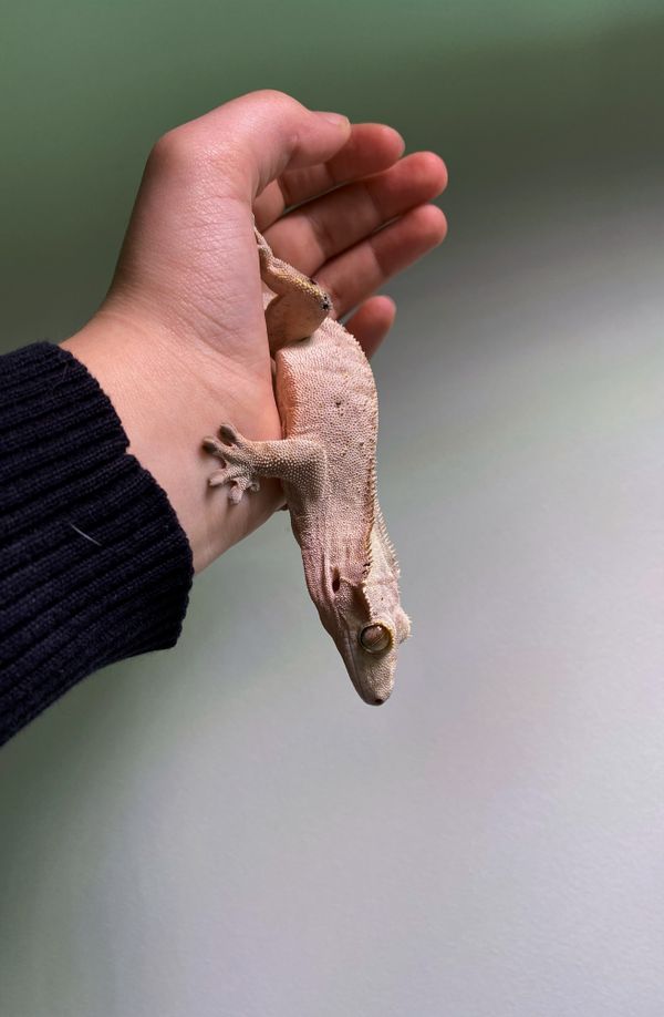Crested gecko perched on my hand thumbnail