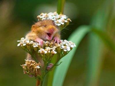 This laughing doormouse chuckled its way into the winning spot of the "On the Land" category.