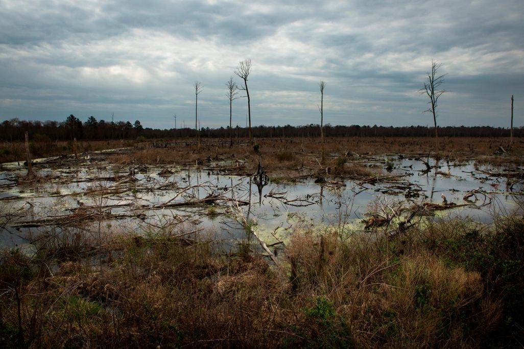 Great Dismal Swamp
