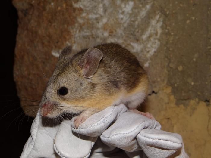 mouse on a glove