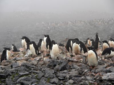 Adélie penguins on Beaufort Island
