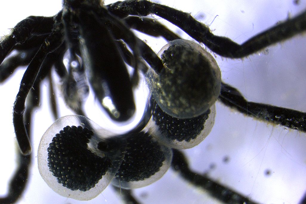 a closeup of a sea spider with egg cases