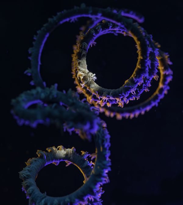 Underwater macro photo of tiny shrimp on a spiral whip coral thumbnail