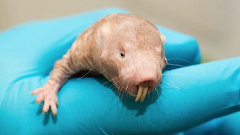 Longevity gene from naked mole rats extends lifespan of mice : News Center