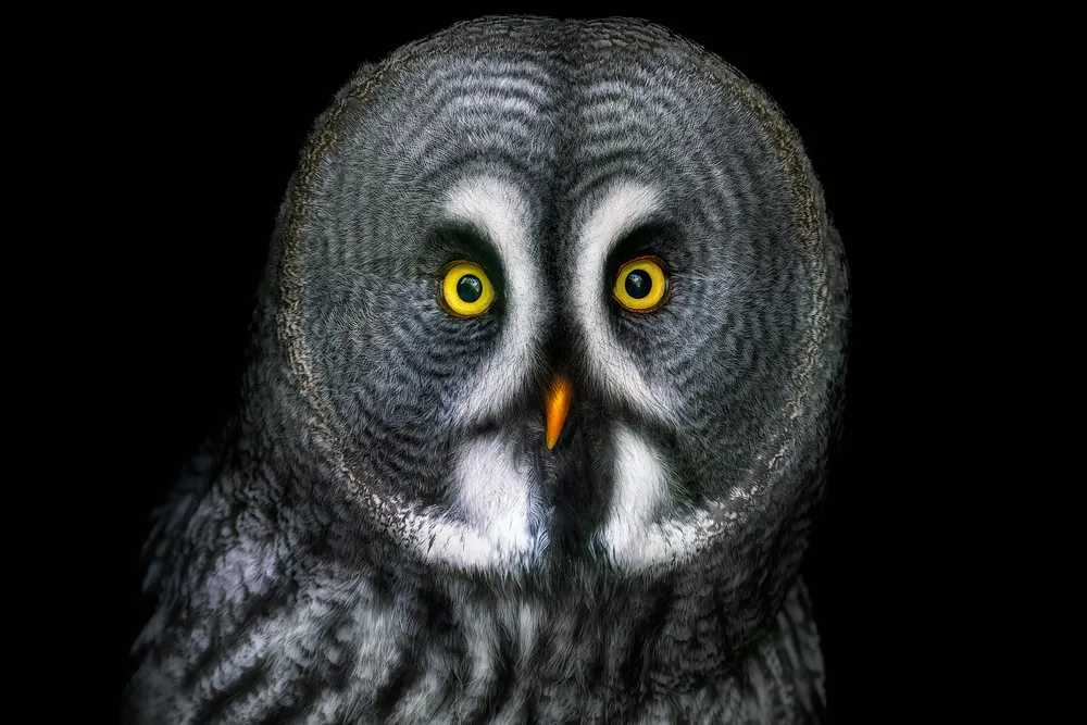 Eyes nearly front and center