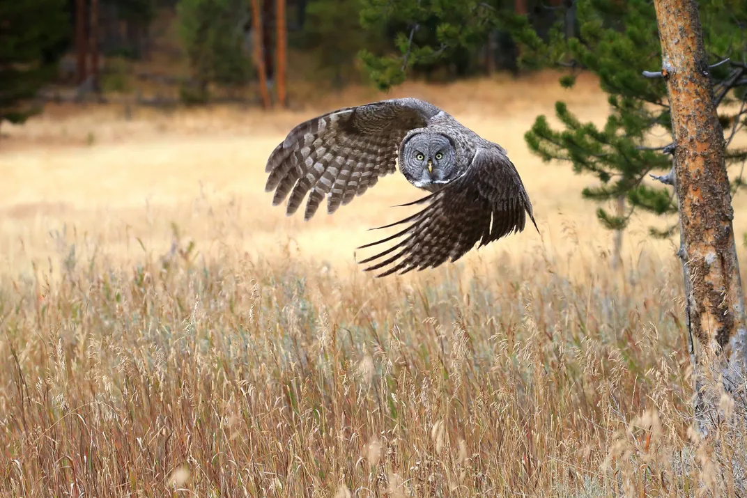 Great gray owls fly low