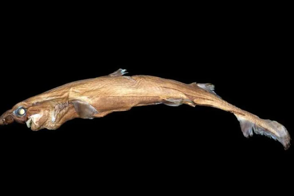 Lantern Shark
