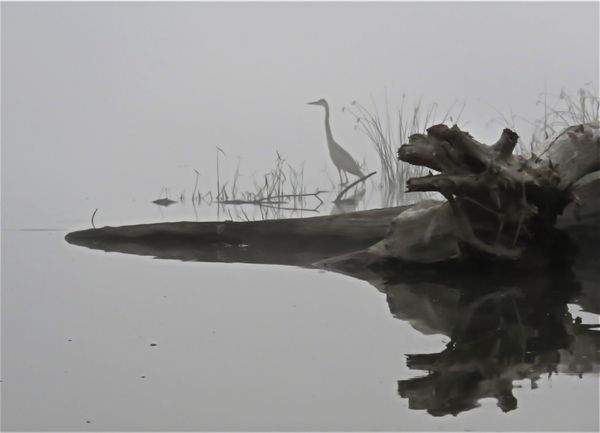Foggy morning on the river with the herons thumbnail