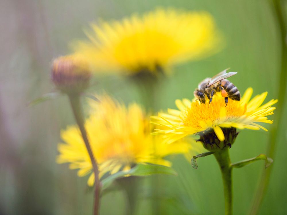 Bee on a flower