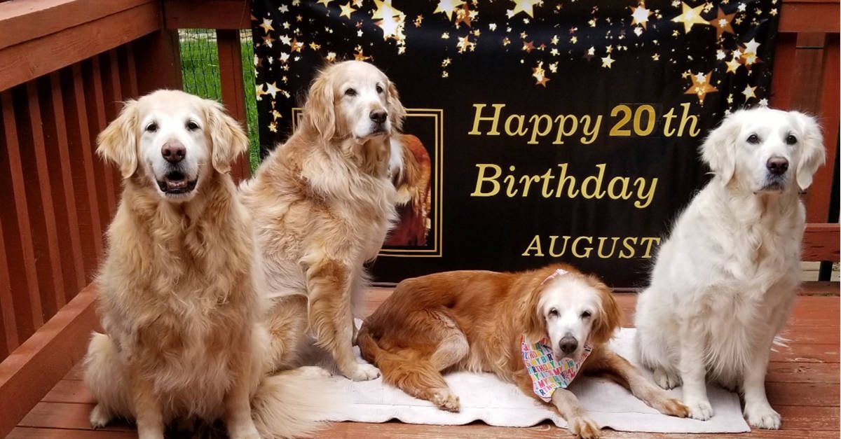 how old is the oldest living dog right now