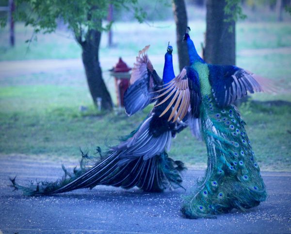 A peacock duel during mating season. thumbnail