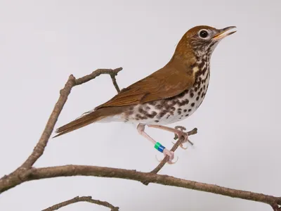 One of the common species Bird House keepers at the Smithsonian's National Zoo are working to better understand is the wood thrush — the official bird of Washington, D.C.