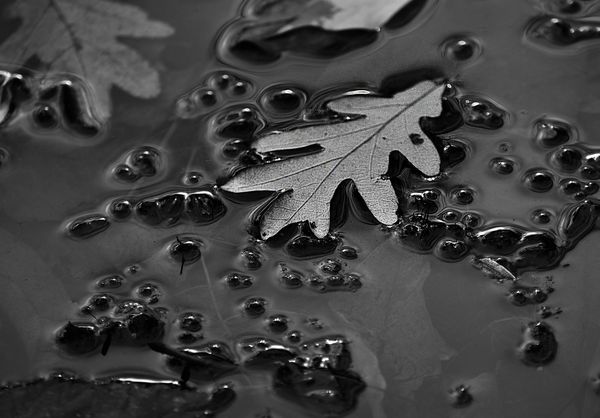 A Leaf in Winter thumbnail