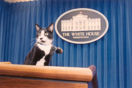 First Pet Socks poses in the White House Press Room in 1993.