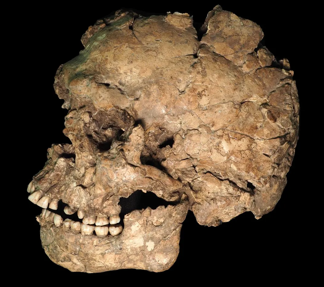 A skull against a black backdrop