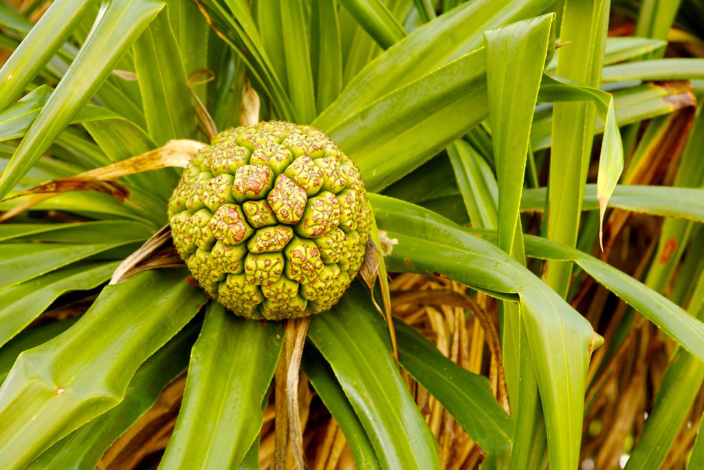 Pandanus fruit