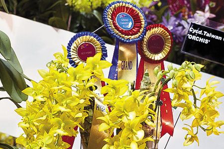 2011 Grand Champion orchid: Cycnodes Taiwan Gold.