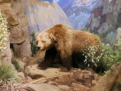 A California grizzly bear specimen at the Santa Barbara Museum of Natural History. The brown bear subspecies went extinct around 1924.