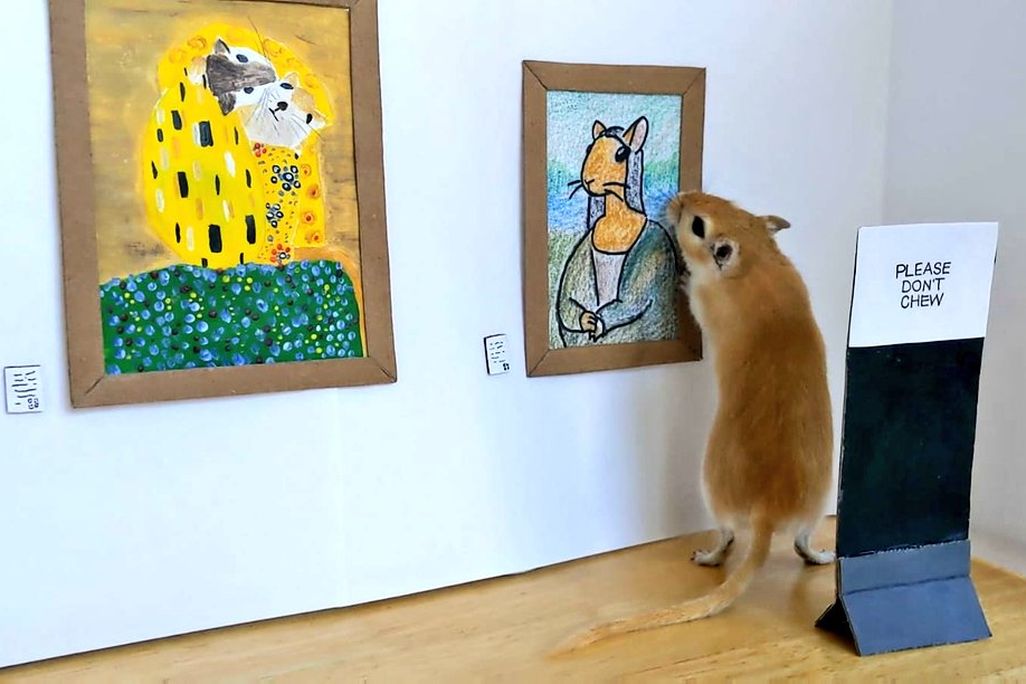 Gerbil museum