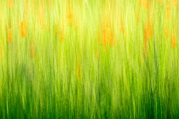 poppies in a cornfield thumbnail