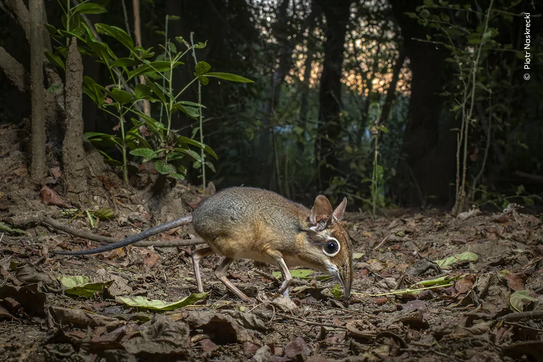 a small rodent-looking mammal with an elongated snout walks across leaf litter on the ground