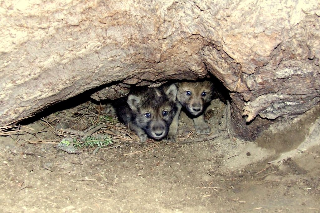 gray wolf pups
