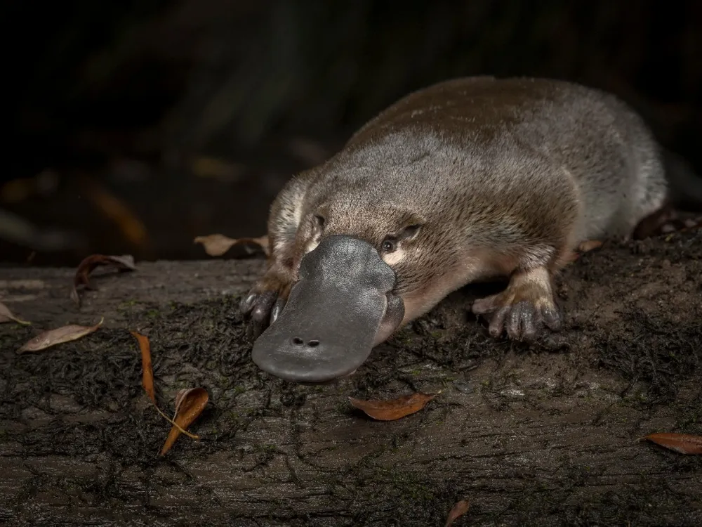 Platypus Genes Are Just as Odd as the Creature Itself | Smart News|  Smithsonian Magazine