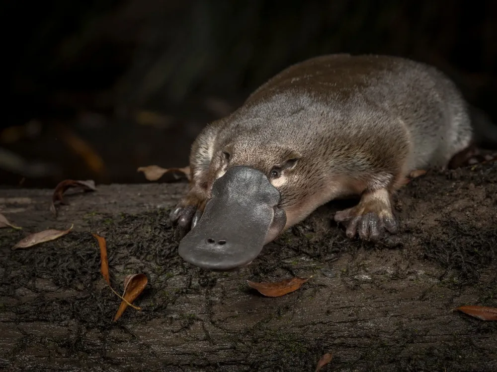 Platypus 