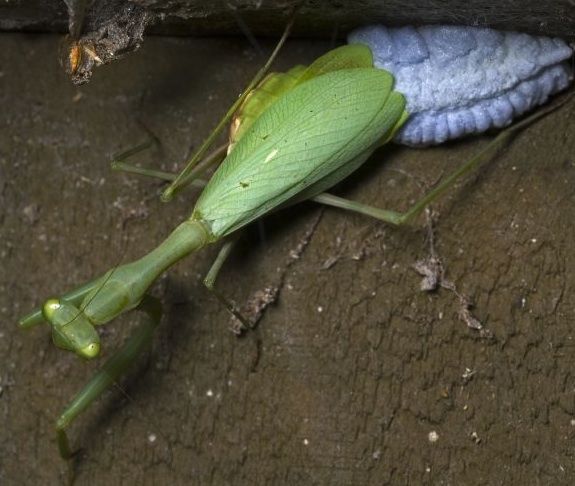 laying eggs