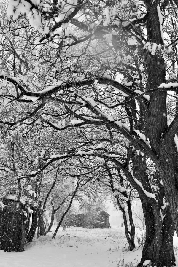 Snow on an old Colorado ranch. thumbnail