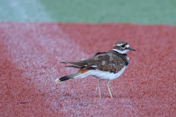 Killdeer's training thumbnail