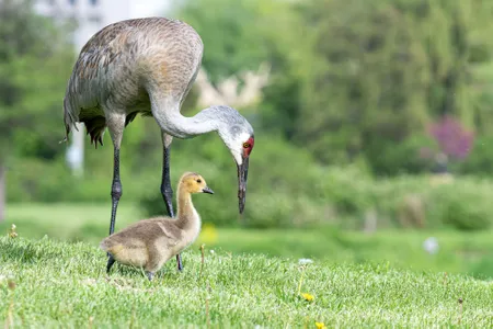 A sandhill crane stands over a Canada gosling it adopted in Madison, Wisconsin. Such interspecies adoptions appear to have become more common in recent years.