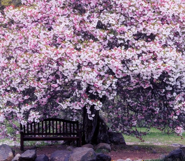 Japanese cherry blossom,  tree also called the sakura thumbnail