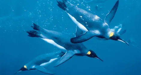 Emperor penguins swimming