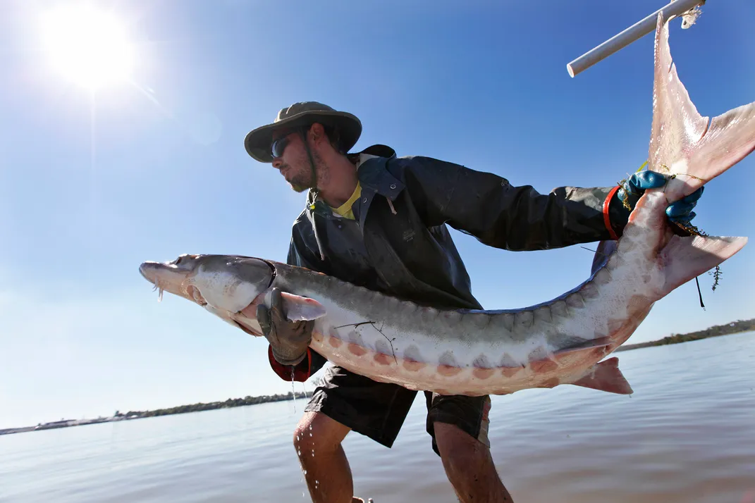 Matt Balazik Releases a Sturgeon