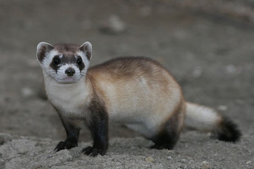Mustela_nigripes_2.jpg