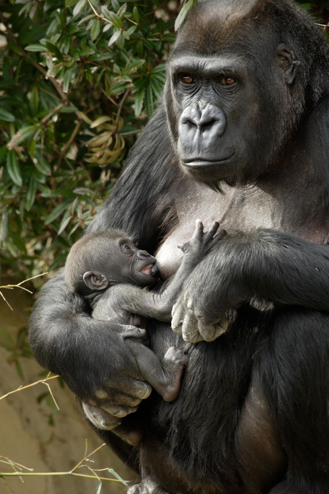 What Aardvark Milk Reveals about the Evolution of Lactation