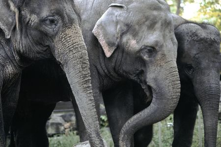 Left to right: Kamala, Swarna, and Maharani at the Calgary Zoo in 2013. 