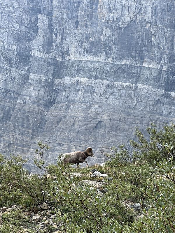 A Bighorn Sheep at Glacier National Park thumbnail