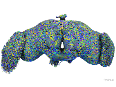 Researchers mapped all 139,255 neurons in the brain of an adult fruit fly, which are linked by more than 50 million synapses.