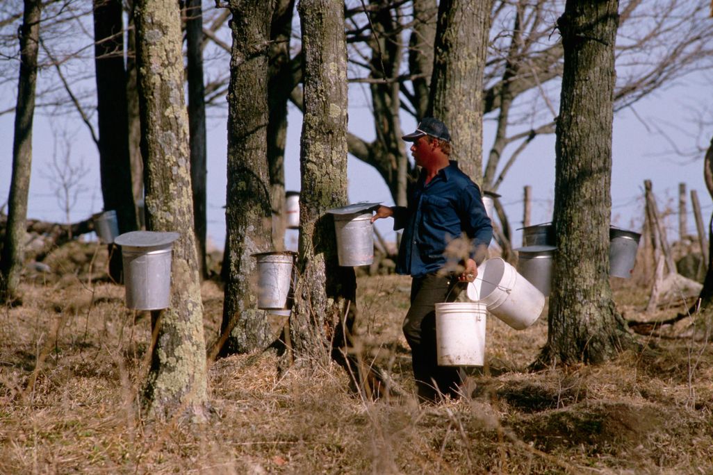 maple syrup