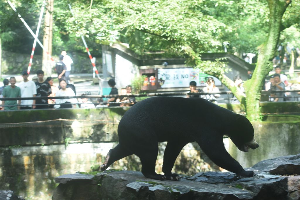 a bear walks along a rock in the foreground, with zoo visitors behind a fence in the background