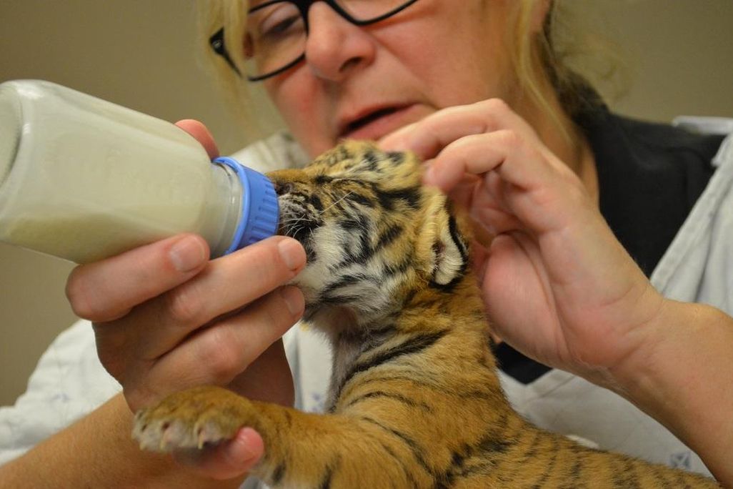 Tiger Cub