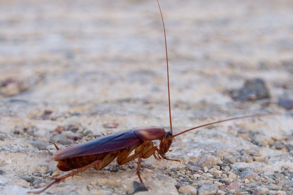 20131009091025roach.jpg