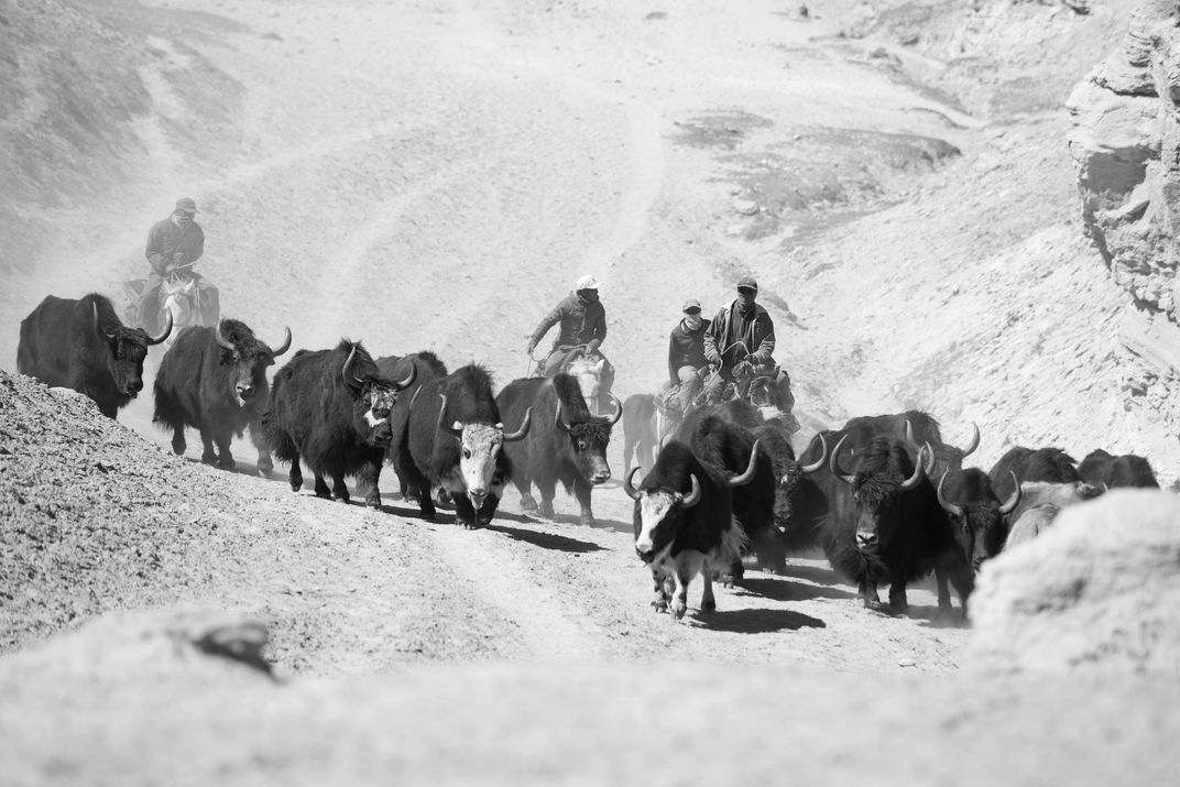 Yak attack | Smithsonian Photo Contest | Smithsonian Magazine