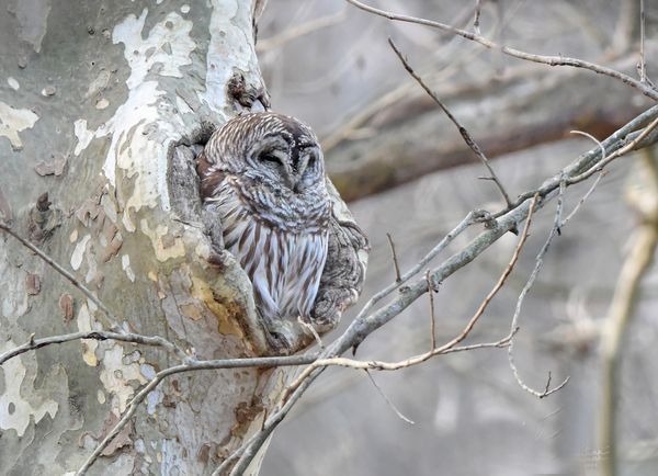 Barred Owl in nesting cavity thumbnail